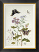 "Convolvulus and Chrysanthemum"  by Thomas Robins Jr., 21x28"