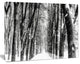 Snowy Forest Black and White, Modern Forest Canvas Art, 20"x12"
