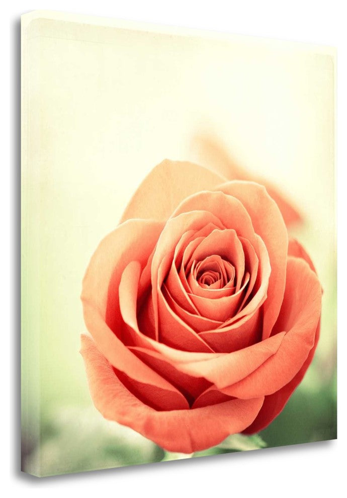"My Perfect Rose" By Carolyn Cochrane, Giclee Print on Gallery Wrap Canvas