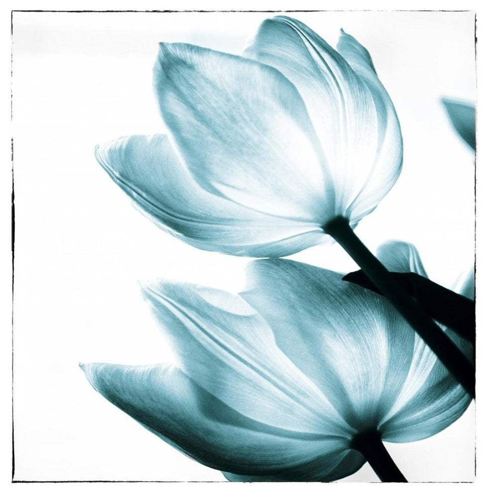 "Translucent Tulips II Sq Teal" Paper Print by Debra Van Swearingen, 26"x26"