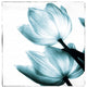 "Translucent Tulips II Sq Teal" Paper Print by Debra Van Swearingen, 26"x26"