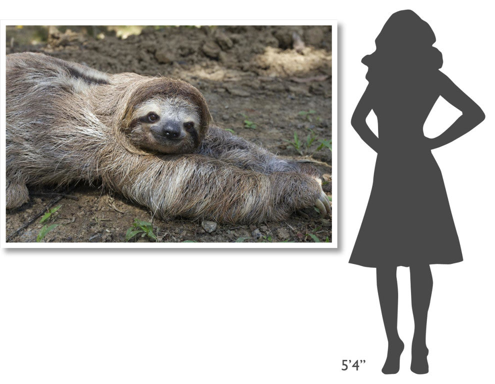 "Brown-throated 3-toed Sloth male, Aviarios Sloth Sanctuary" Paper Art, 62"x42"
