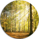 Sun Rays Hitting Forest, Landscape Photo Disc Metal Artwork, 38"