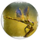Dragon Fly Watercolor Illustration, Animal Disc Metal Wall Art, 23"