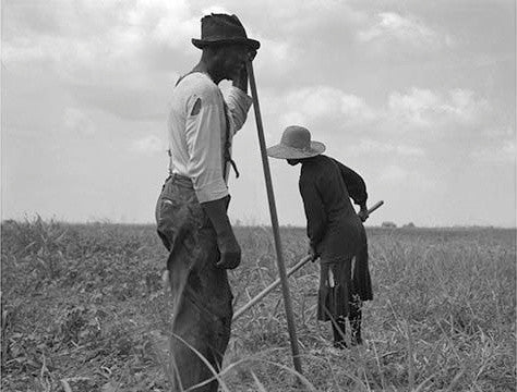 Cotton Sharecroppers - Gallery Wrapped Canvas Art 28" x 42"