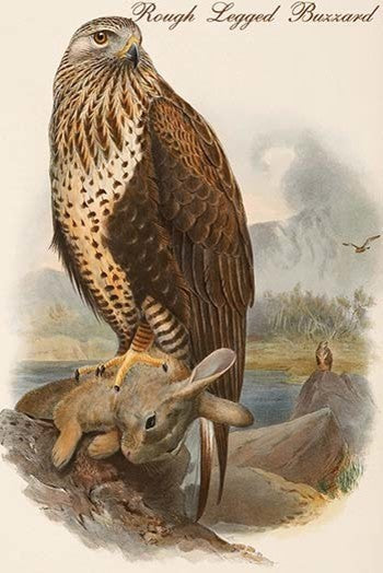 Rough Legged Buzzard - Fine Art Giclee Print 24" x 36"