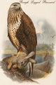Rough Legged Buzzard - Fine Art Giclee Print 24" x 36"
