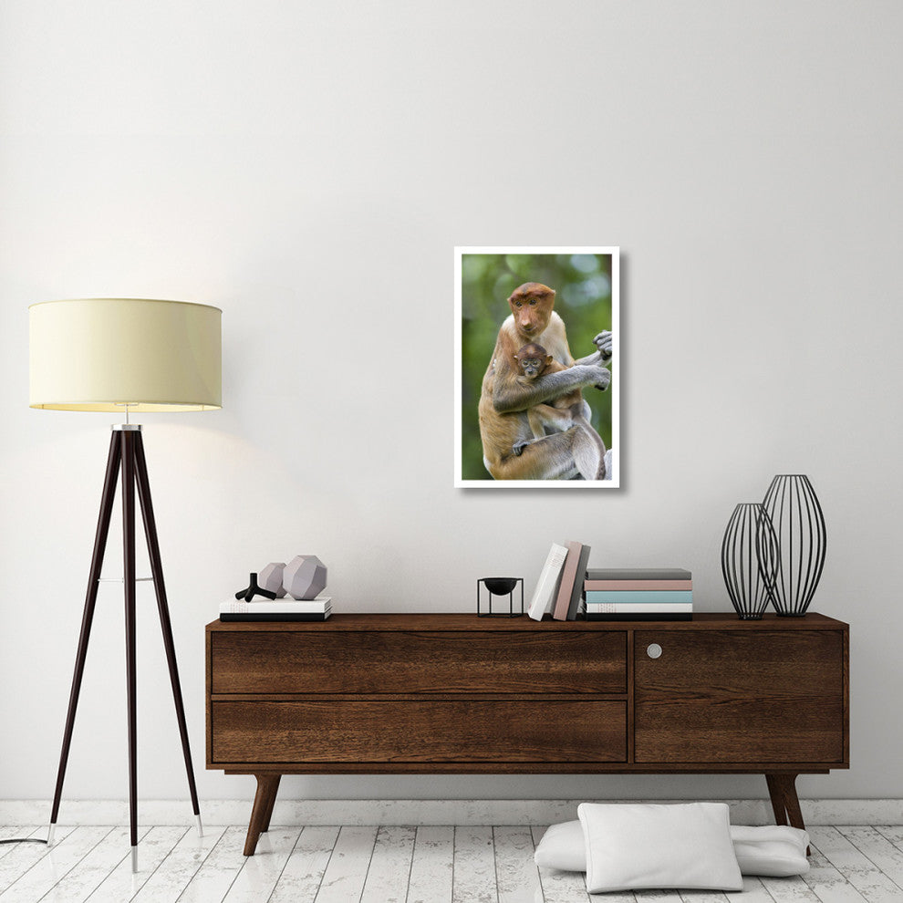 "Proboscis Monkey female holding two month old baby, Sabah" Paper Art, 22"x32"