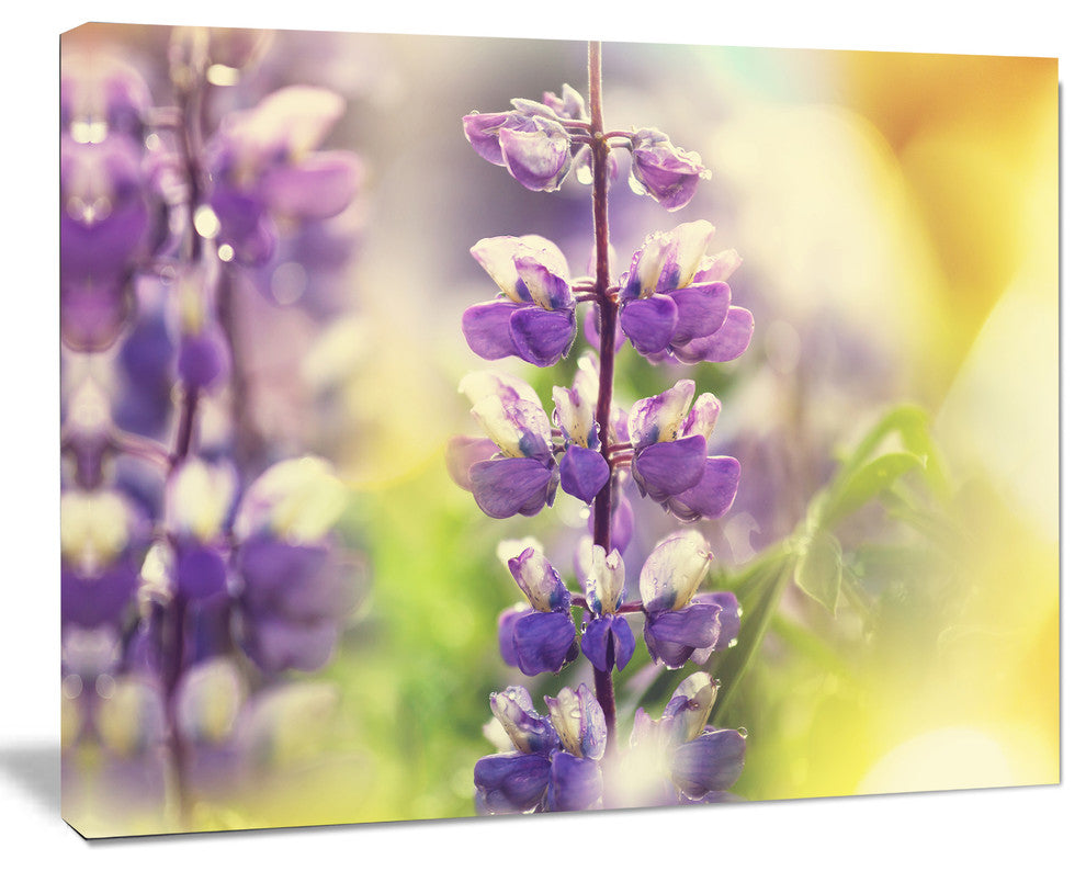 Beautiful Close Up of Blue Lupin Flowers,  Flower Canvas Print, 40"x30"