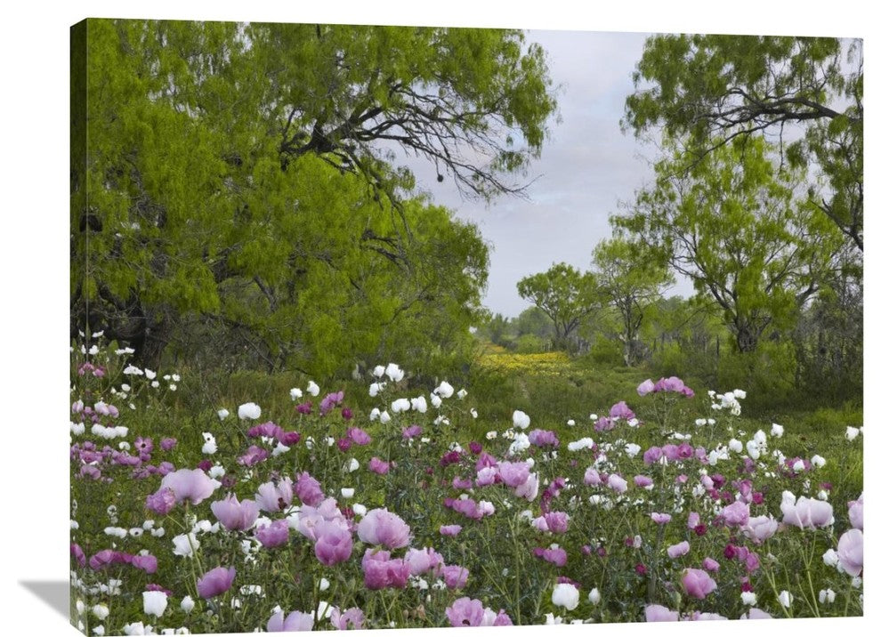 "Long Pricklyhead Poppy Field Near Christine, Texas" Artwork, 40" x 30"