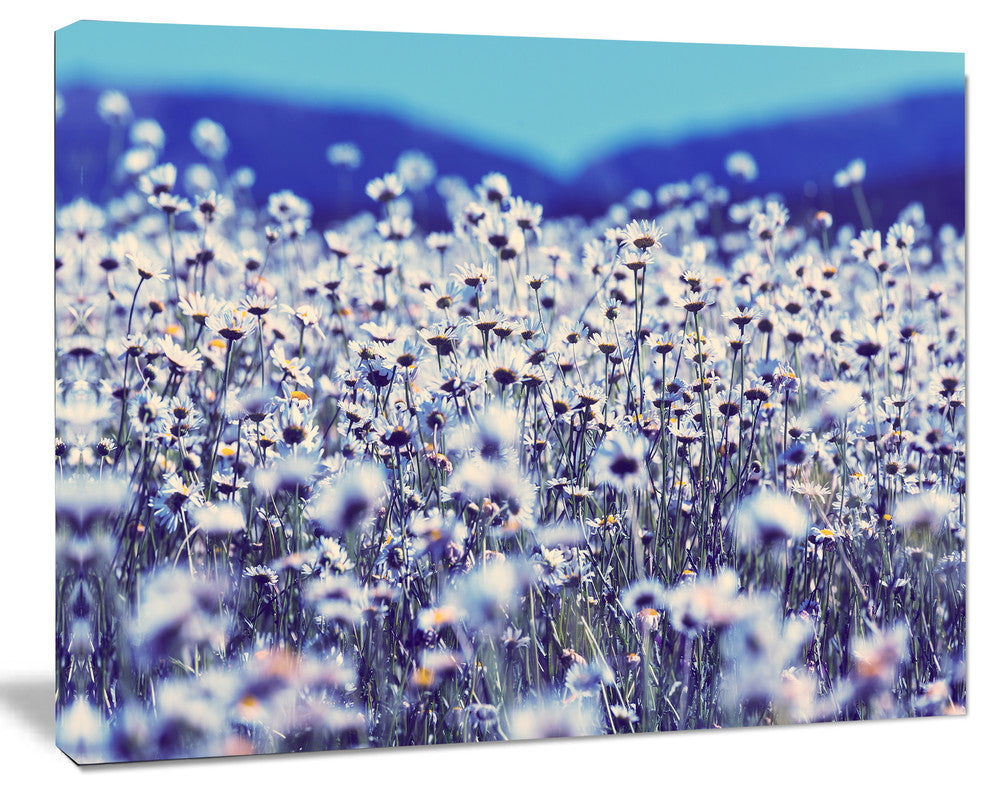 Amazing Light Blue Chamomile Blossom, Large Flower Canvas Art Print, 40"x30"