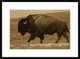 "American Bison male, Durham Ranch, Wyoming - Sepia"  by Pete Oxford, 32x24"