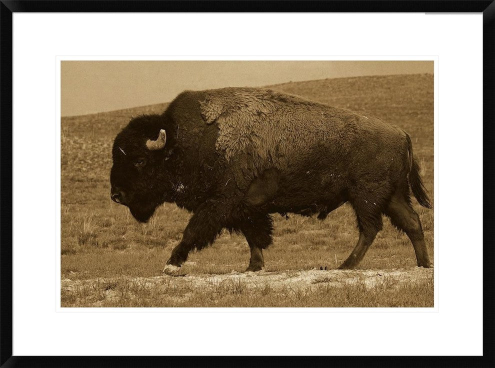 "American Bison male, Durham Ranch, Wyoming - Sepia"  by Pete Oxford, 32x24"