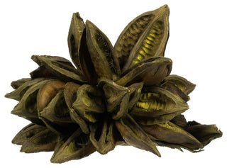 Vickerman 6" Basil Star Pod, 1 Piece, Dried