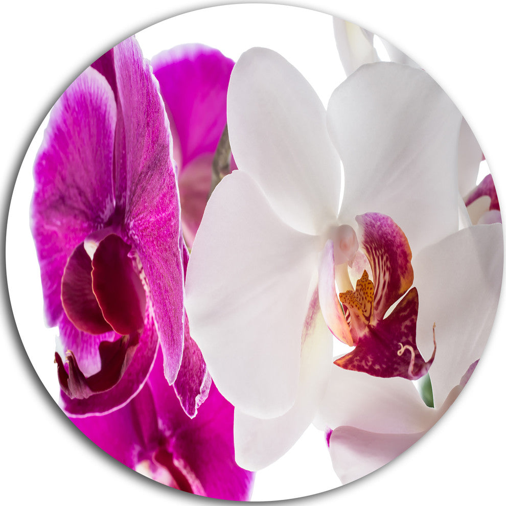 Blooming Orchid Flowers, Digital Art Disc Metal Wall Art, 11"