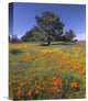 "California Poppy And Eriophyllum Field, Antelope Valley, California" Artwork