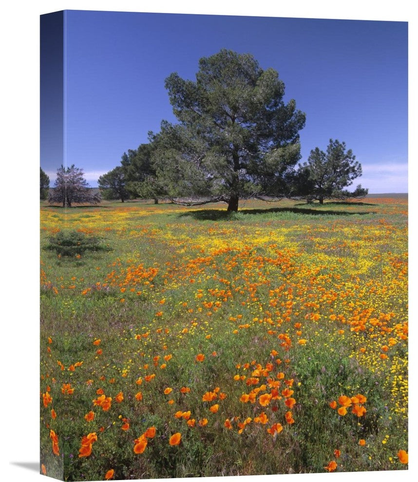 "California Poppy And Eriophyllum Field, Antelope Valley, California" Artwork