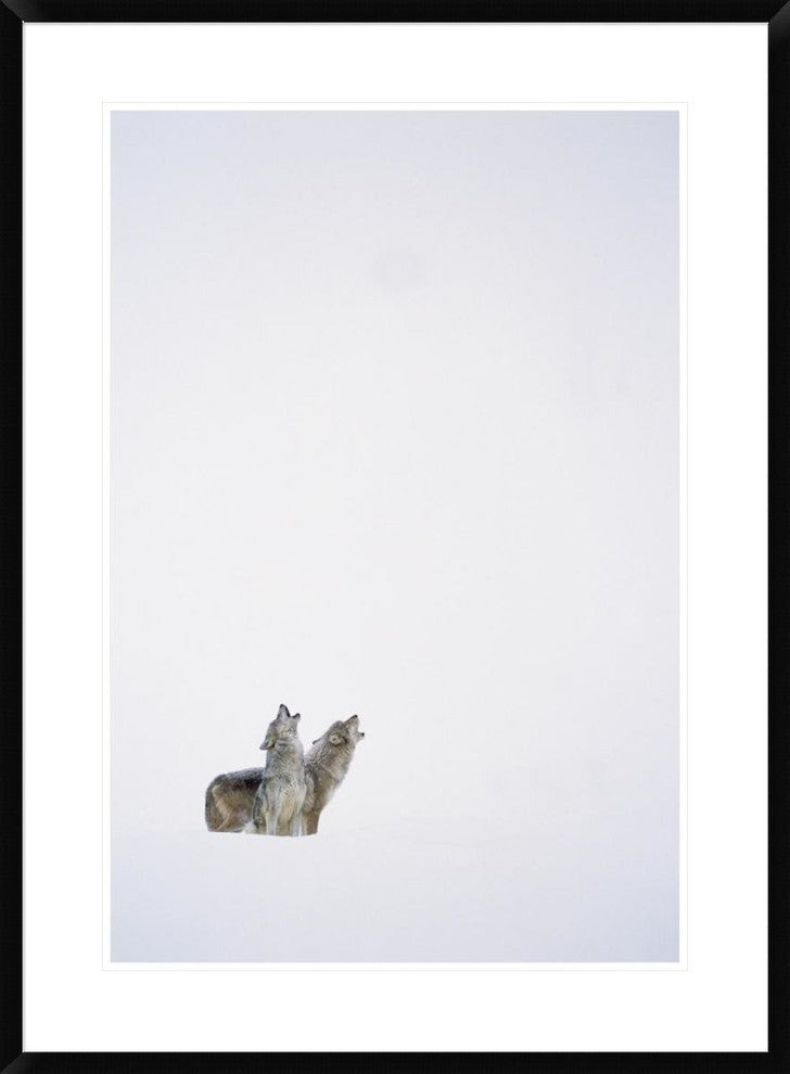 "Timber Wolf pair howling in snow, North America"  by Tim Fitzharris, 28x38"