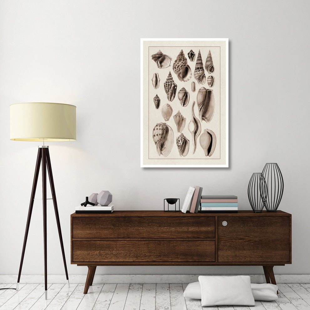 "Shells: Trachelipoda #6 (Sepia)" Digital Paper Print by G.B. Sowerby, 34"x50"