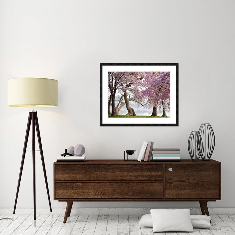 "Cherry trees bloom, Washington, USA" Framed Digital Print by Anonymous, 40x32"
