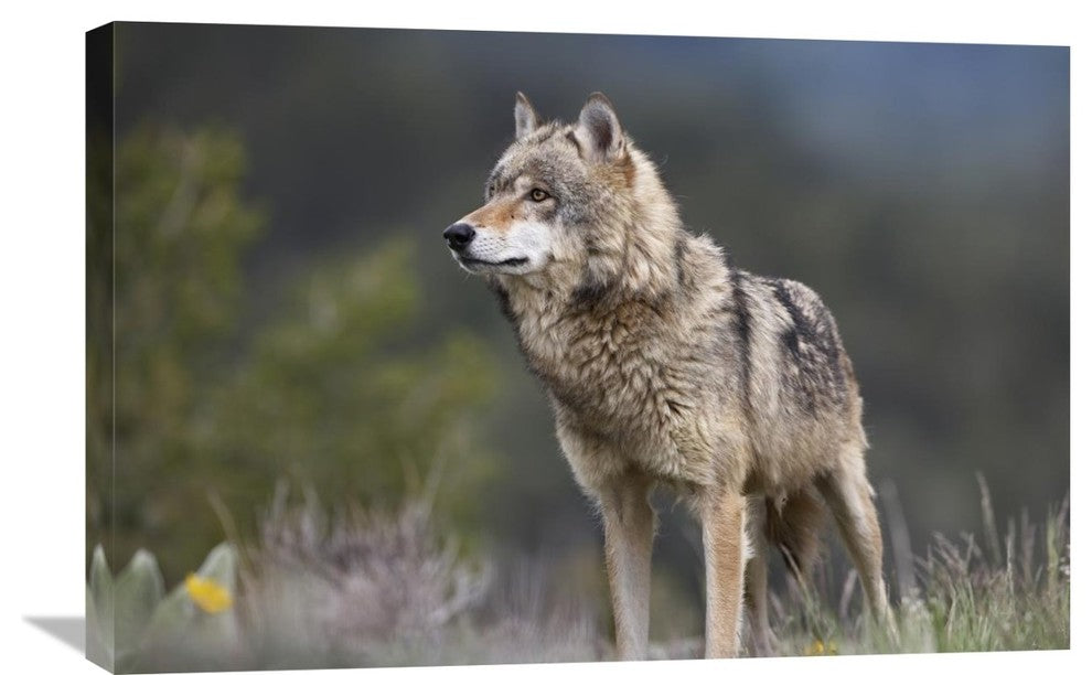 "Gray Wolf , North America" Stretched Canvas Giclee by Tim Fitzharris, 30"x20"