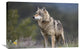 "Gray Wolf , North America" Stretched Canvas Giclee by Tim Fitzharris, 30"x20"