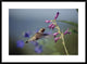 Broad-Tailed Hummingbird Feeding On Flowers, New Mexico, 36"x26"