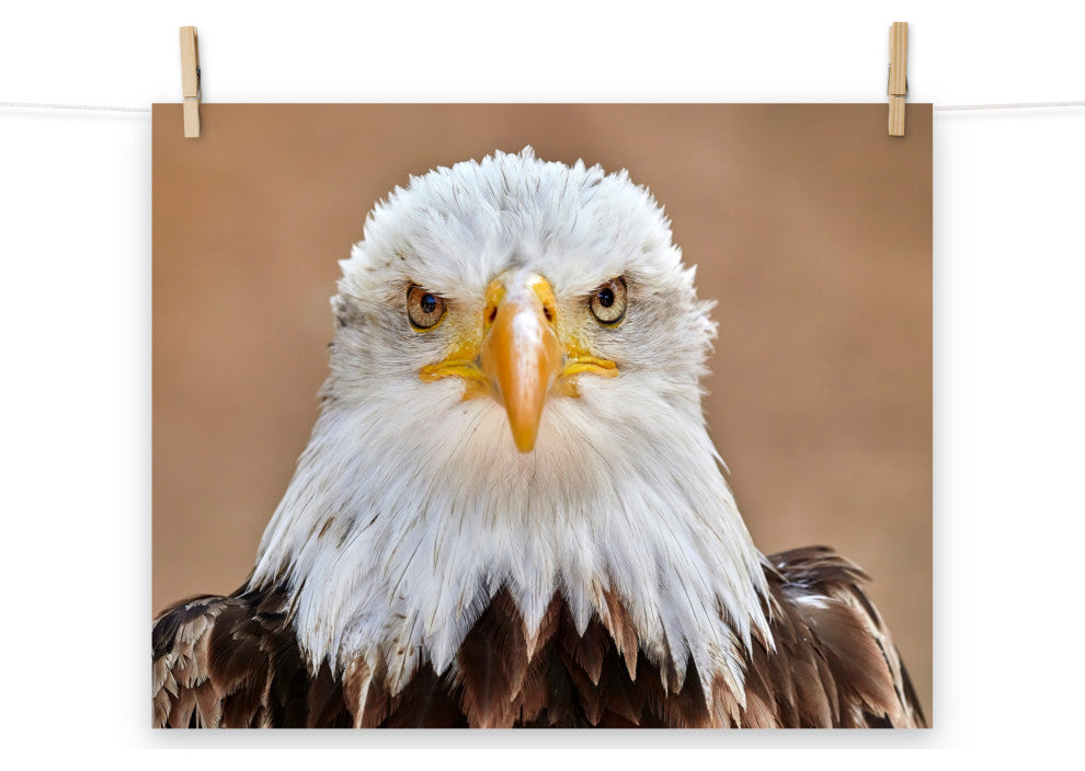 Bald Eagle Portrait Close-up 2 Loose Wall Art Print, 16" X 20"