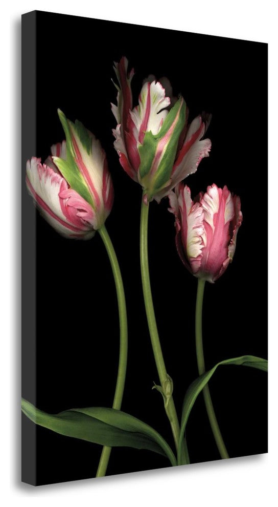 "Parrot Tulips II" By Andrew Levine, Giclee Print on Gallery Wrap Canvas