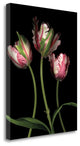 "Parrot Tulips II" By Andrew Levine, Giclee Print on Gallery Wrap Canvas