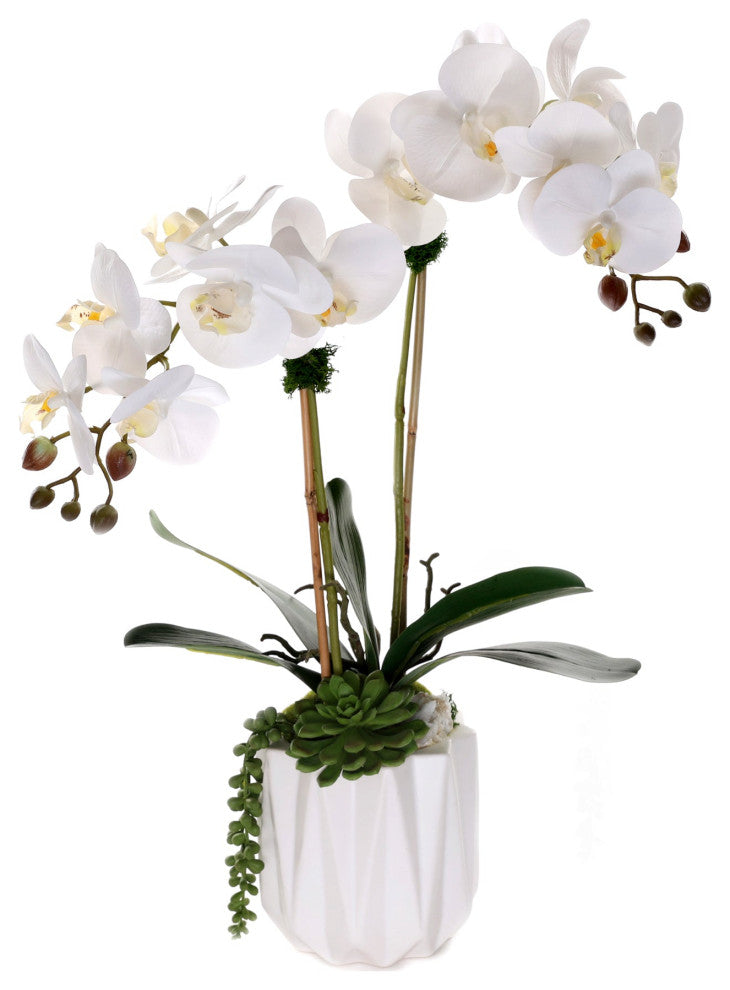 Real Touch Phalaenopsis Orchids with Succulent in White Dimensional Pot