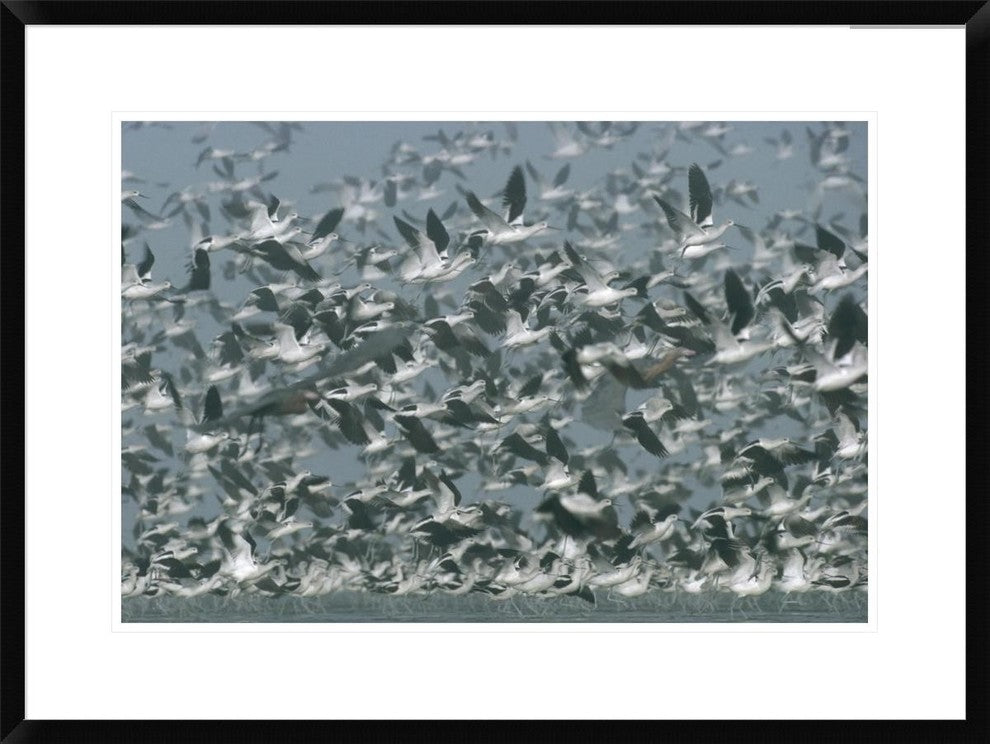 American Avocet Flock Erupting Into Flight, North America, 30"x22"
