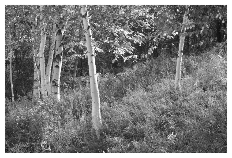 "Sunlit Birches I" Digital Paper Print by Sue Schlabach, 62"x42"