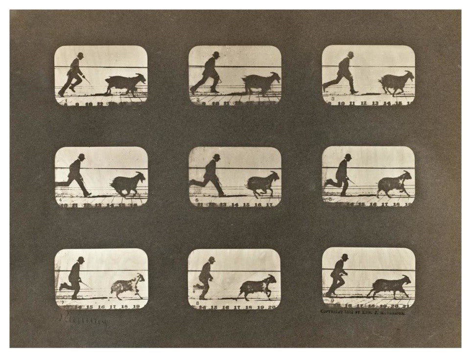 "Motion Study: Man Chasing A Goat" Paper Print by Eadweard J. Muybridge, 26"x20"