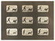 "Motion Study: Man Chasing A Goat" Paper Print by Eadweard J. Muybridge, 26"x20"