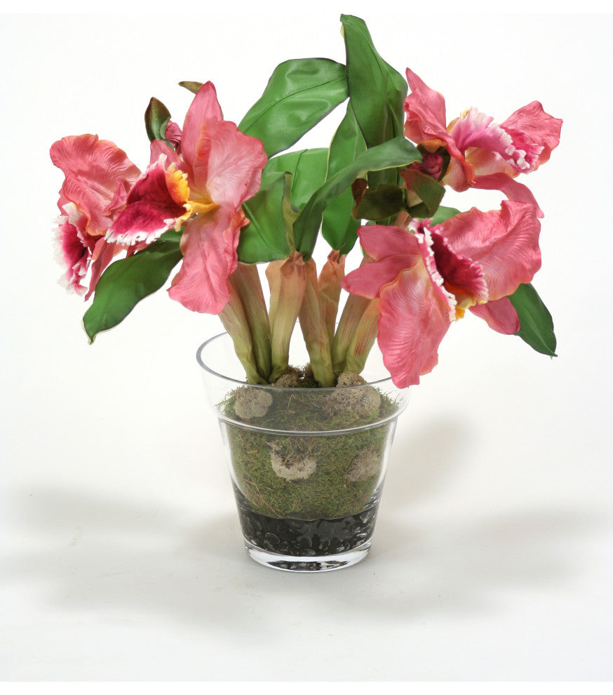 WaterlookÂ® Orchid Plant In Glass Pot