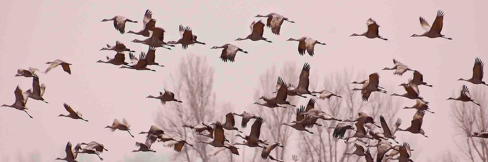 "Cranes Across the Sky" Painting Print on Canvas