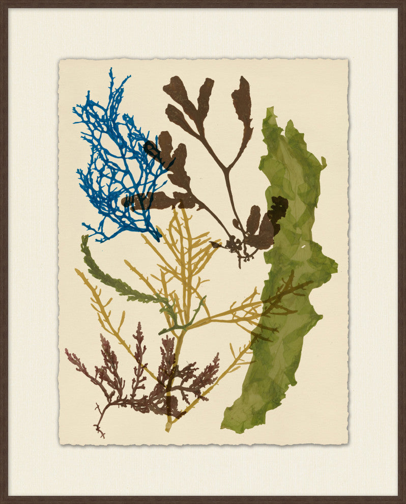 Colorful Sea Kelp 4, Giclee Reproduction Artwork