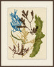 Colorful Sea Kelp 4, Giclee Reproduction Artwork