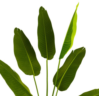 Lifestyle image showing the plant in a real room environment with full plant visible.