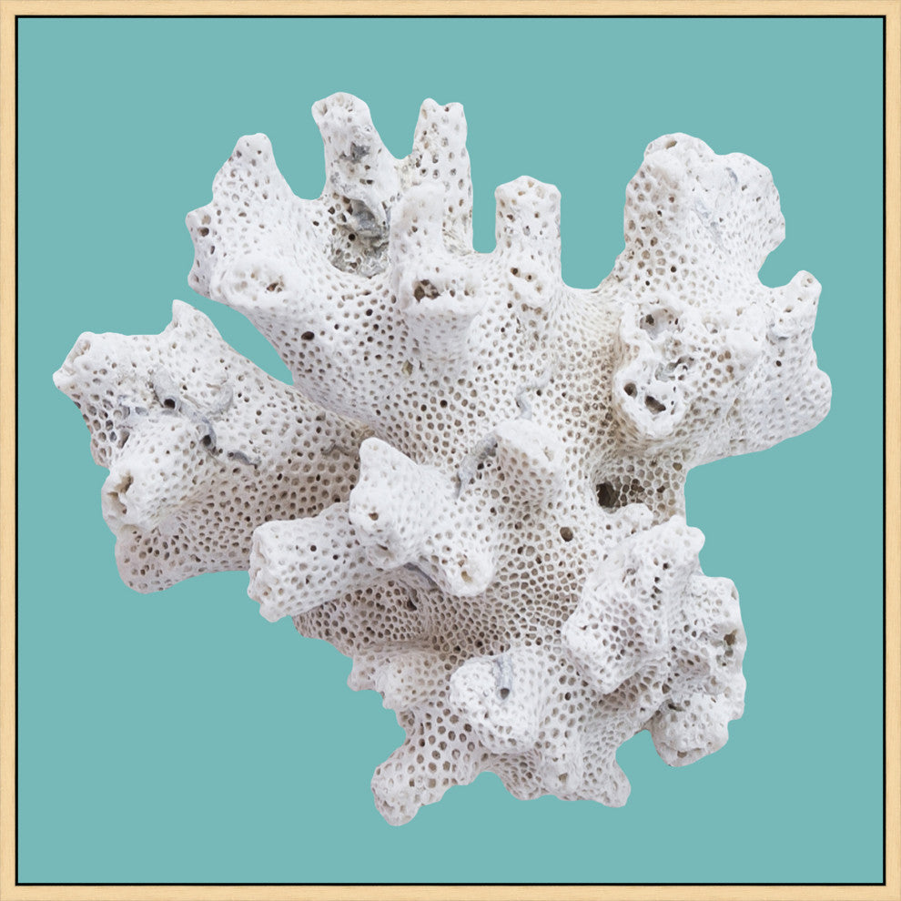 Coral On Aqua 5, Giclee Reproduction Artwork