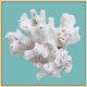 Coral On Aqua 5, Giclee Reproduction Artwork