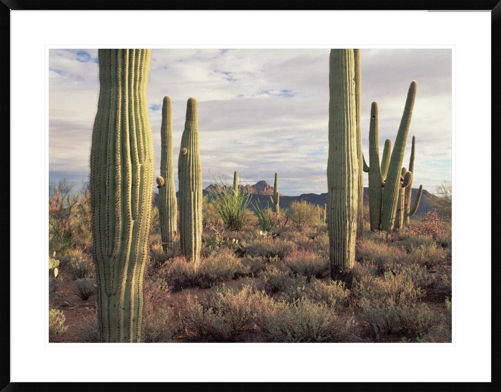 Safford Peak and Saguaro Saguaro National Park, Arizona, 38"x30"