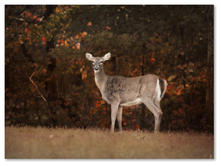 Jai Johnson 'Autumn Doe' Canvas Art, 47 x 35