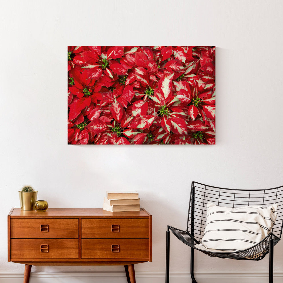 Pointsettia Blooms 3 20x30 Canvas Wall Art