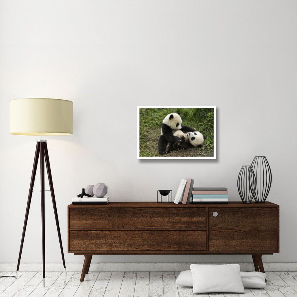 "Giant Panda cubs playing, Wolong Nature Reserve, China" Paper Art, 32"x22"