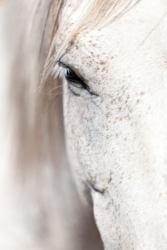 "Horse Eye" Art Print, 76x114 cm