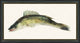 Fresh Catch 3, Giclee Reproduction Artwork