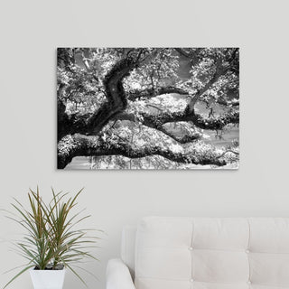 Coast Live Oak I Wrapped Canvas Art Print, 30"x20"x1.5"