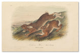 'Northern Hare' Canvas Art by John James Audubon